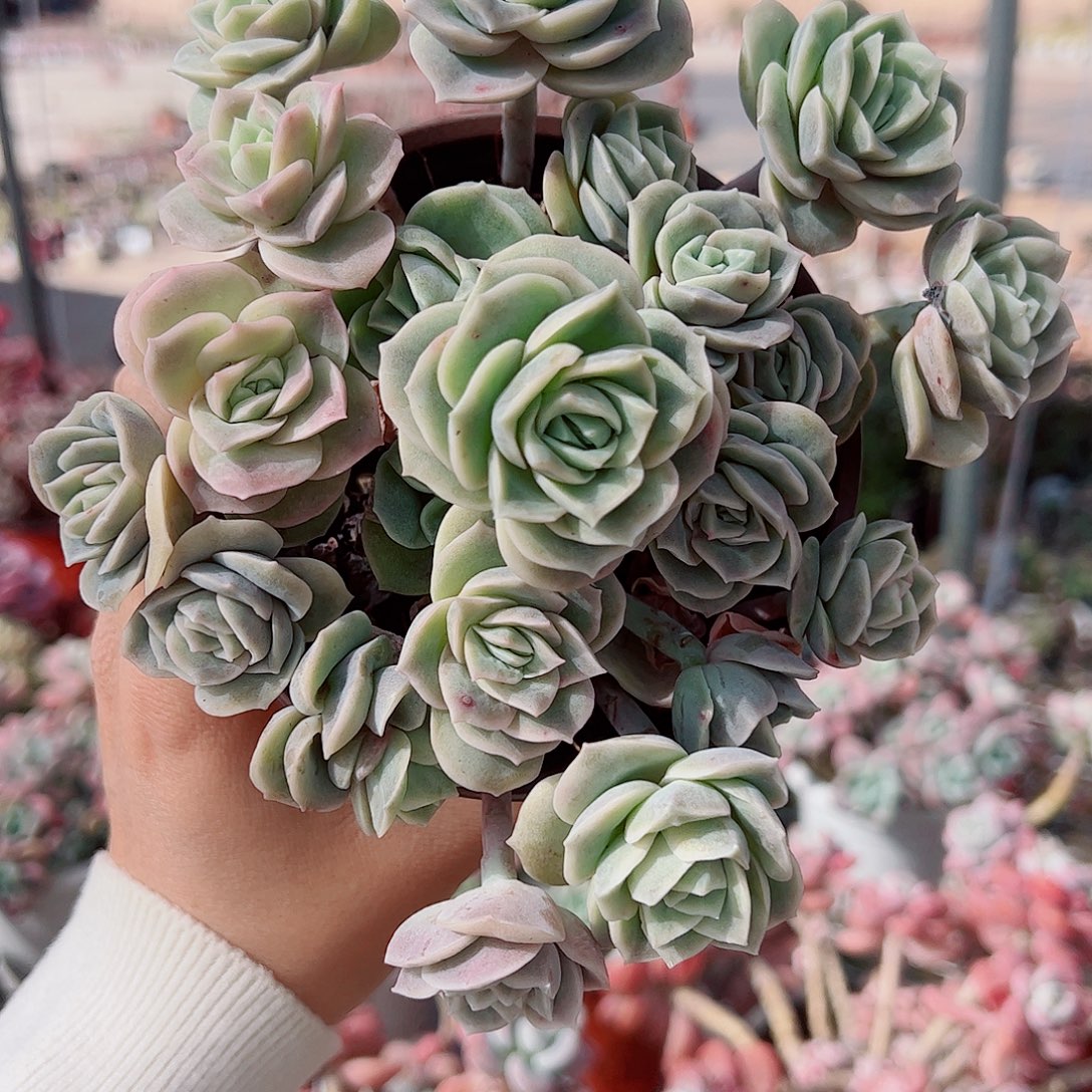 可爱玫瑰散装带盆土精品二盆