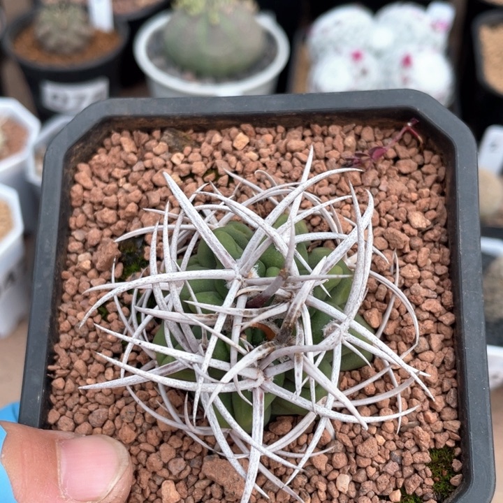 258实生强刺碧岩玉仙人球