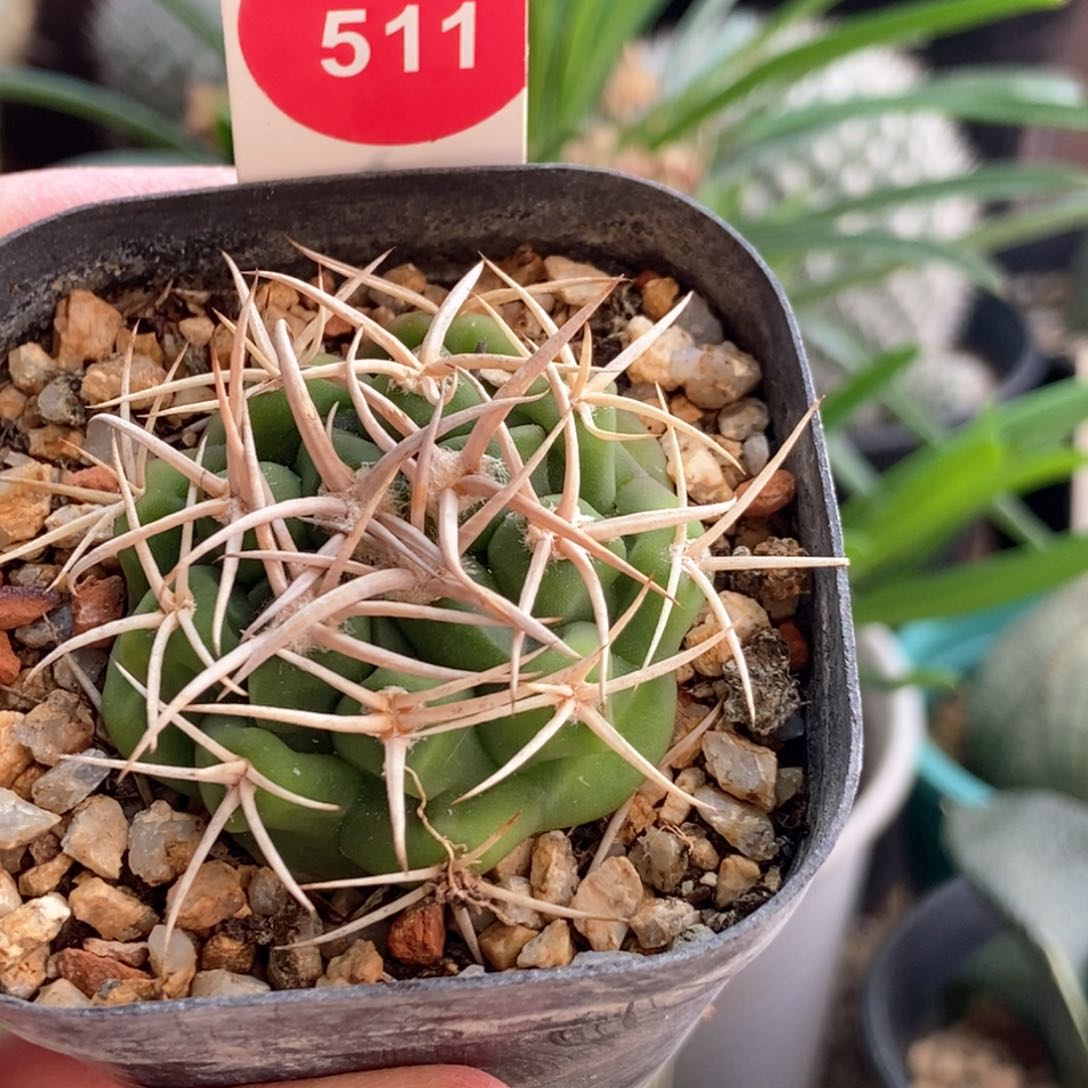 密刺碧岩玉一颗仙人球