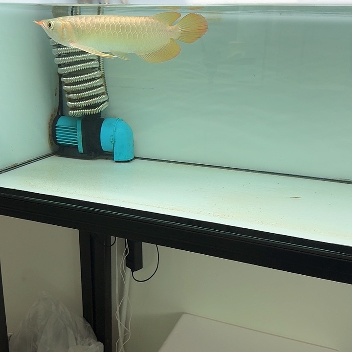 海水鱼印尼斯巴沃产区热带鱼纯血赛级红龙