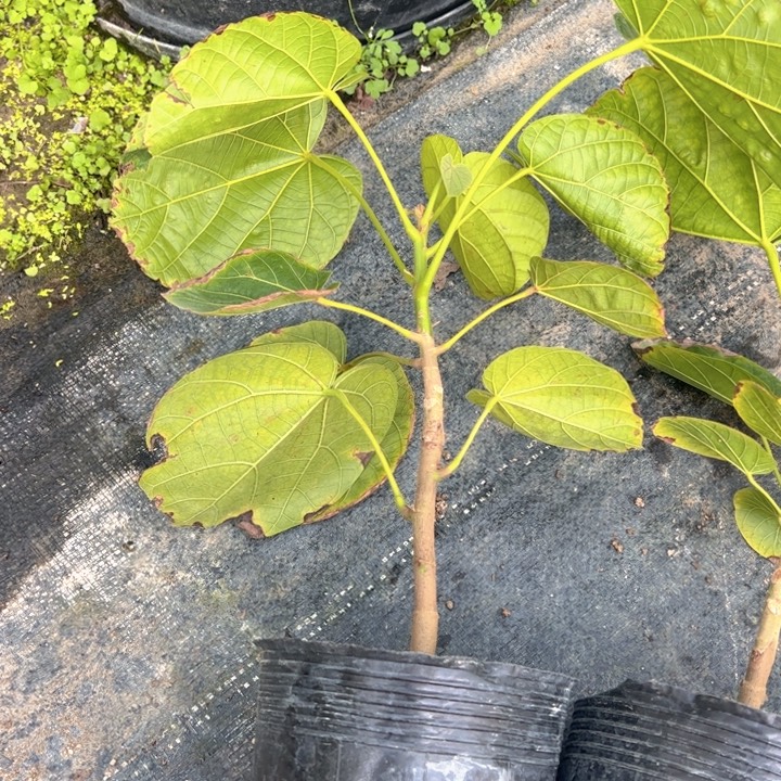 普***）金钻凤梨479648037999