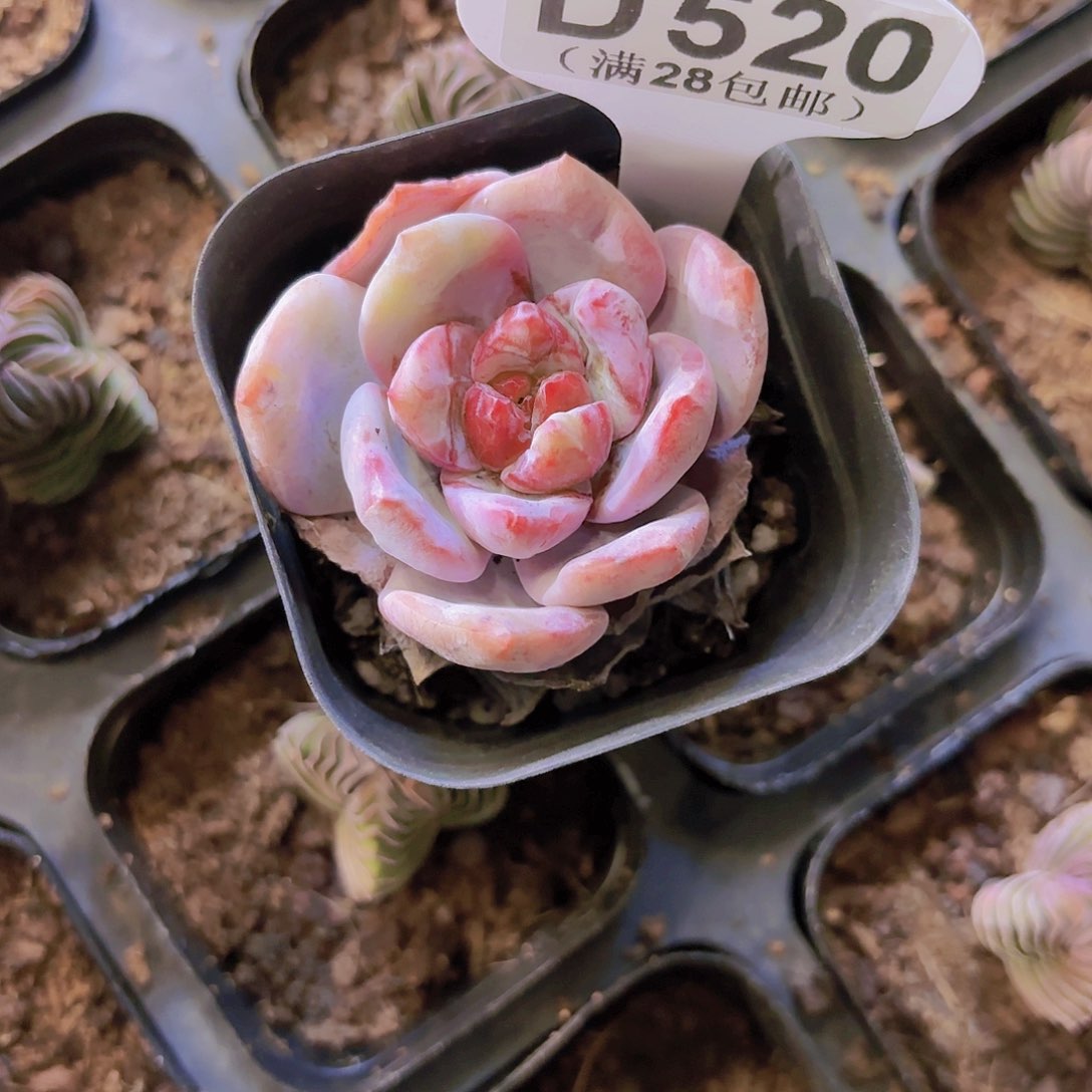 D520糖心雪天使一物一拍