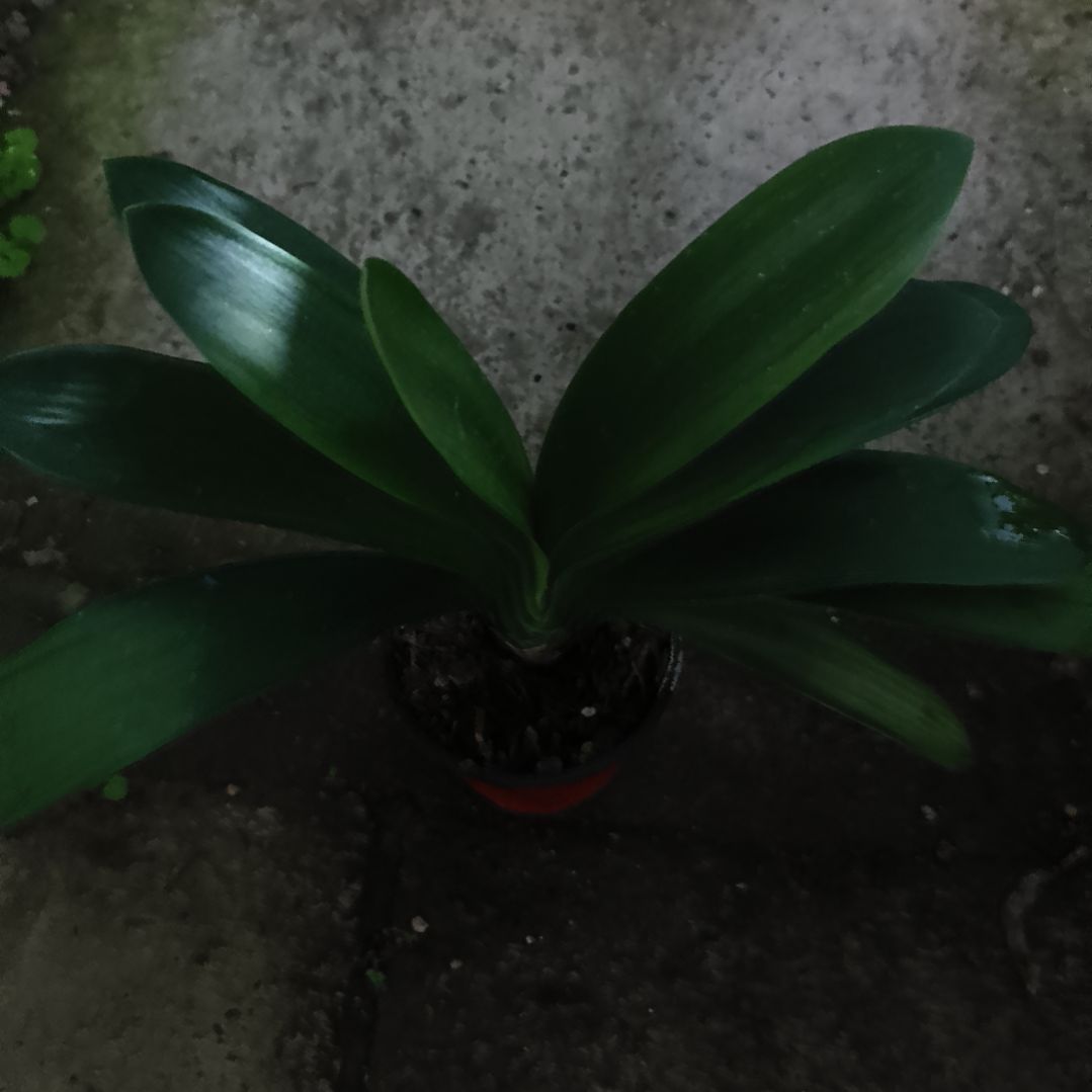 *****完全开放黑蝶*黑魁大苗一颗特惠