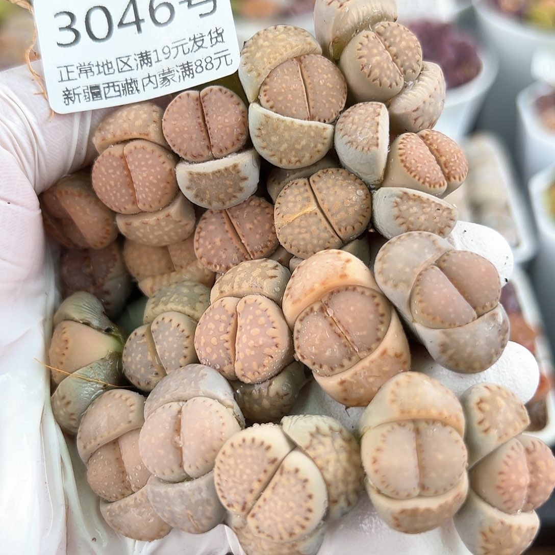 3046三年控养饼干精品20颗