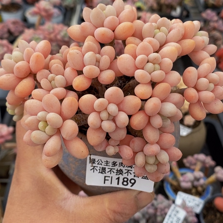 鱼子酱老桩10cm189多肉植物