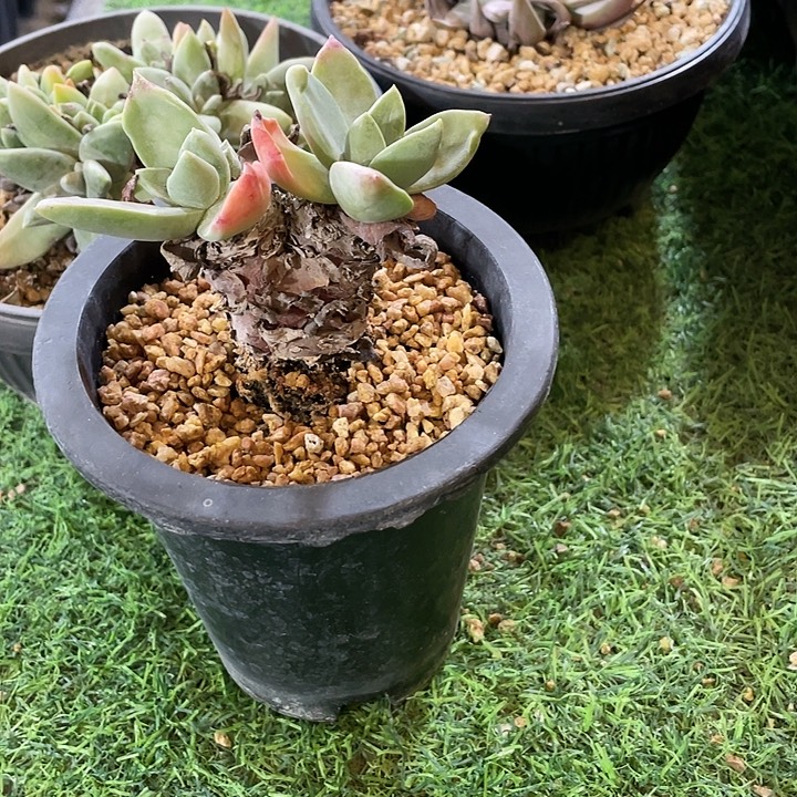 厚叶苹果叶群生粗桩