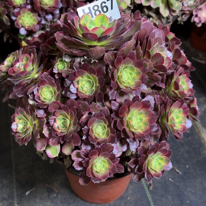 瑞妈，，，，。。。867。安娜，