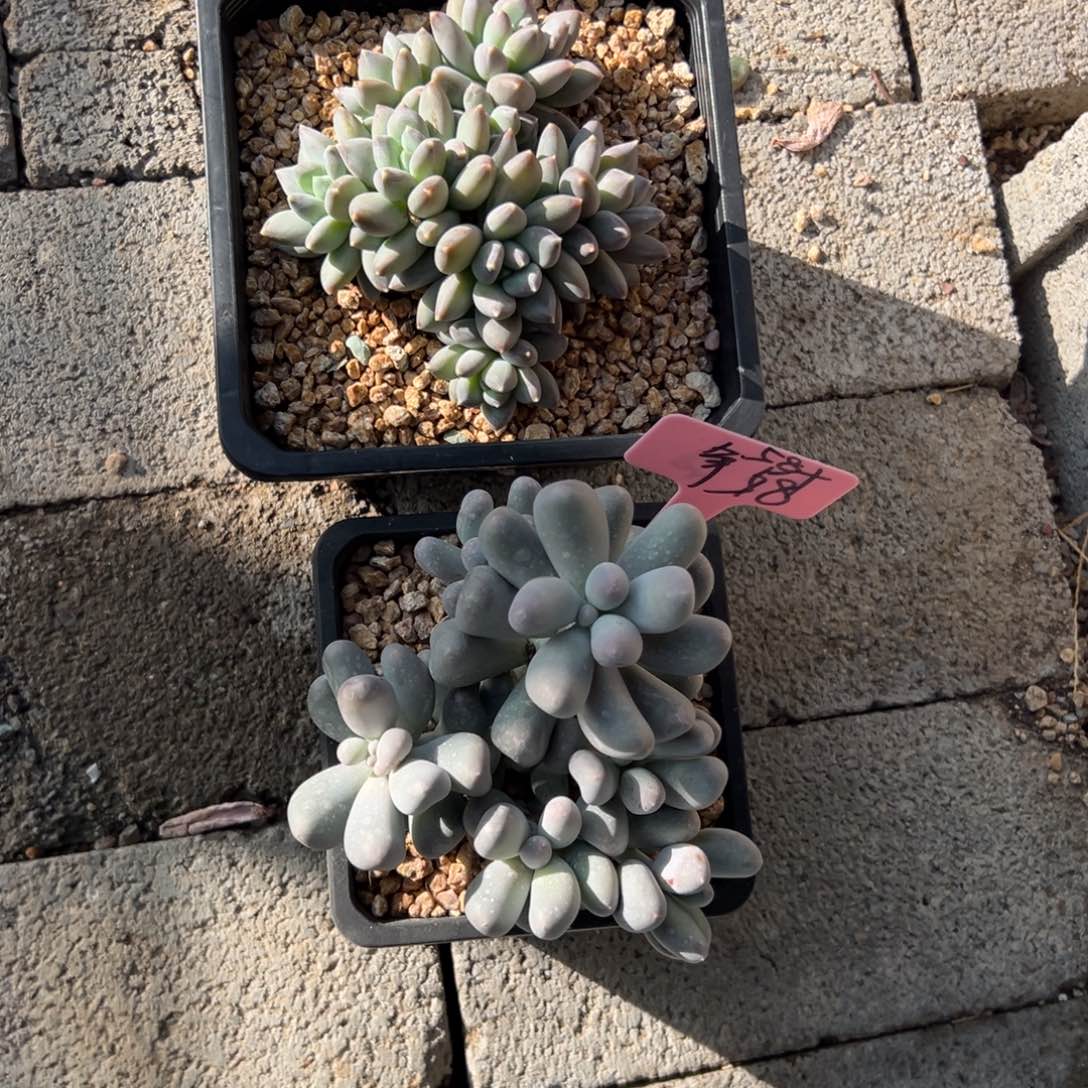 争***米可111111111111111111