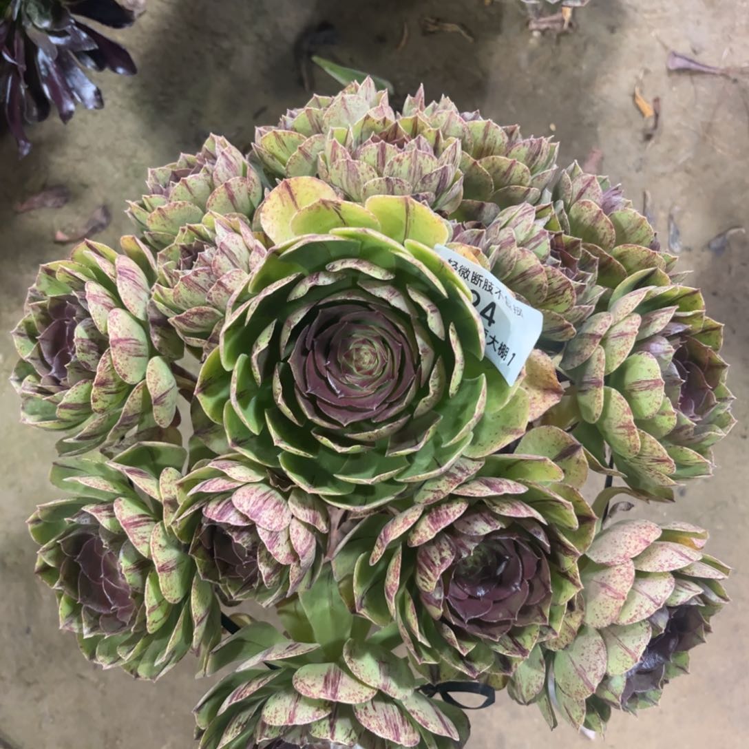 24万拉丝多肉植物法师