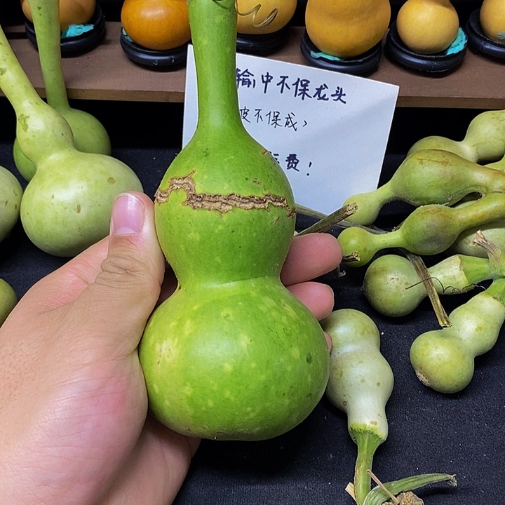 用****0长嘴哈哈哈哈哈哈哈哈哈哈哈哈哈太