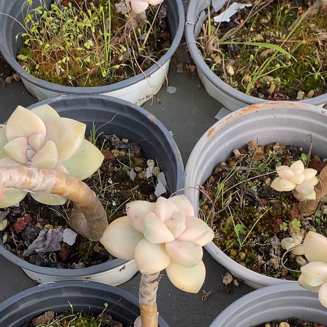 杏美人，福利多多