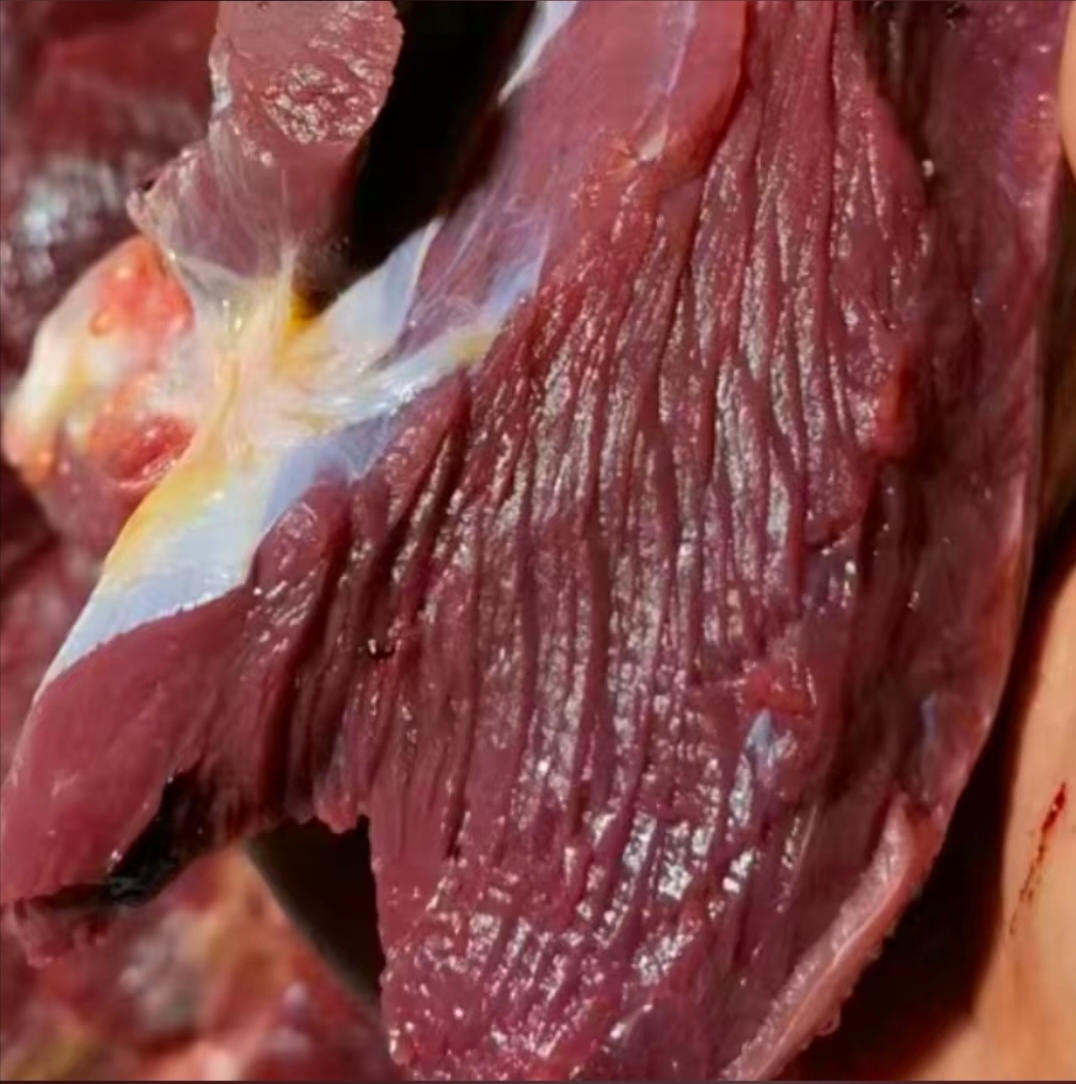 原生态散养鸵鸟腿肉！瘦肉低脂肪低胆固醇！