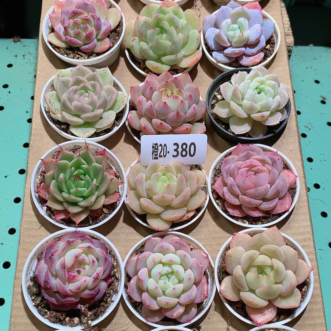 20-380一物一拍带盆18颗