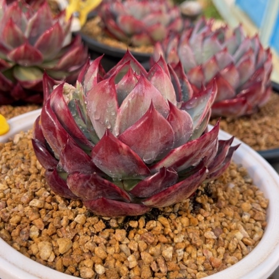 2惊鸿仙子 夏鸣园艺