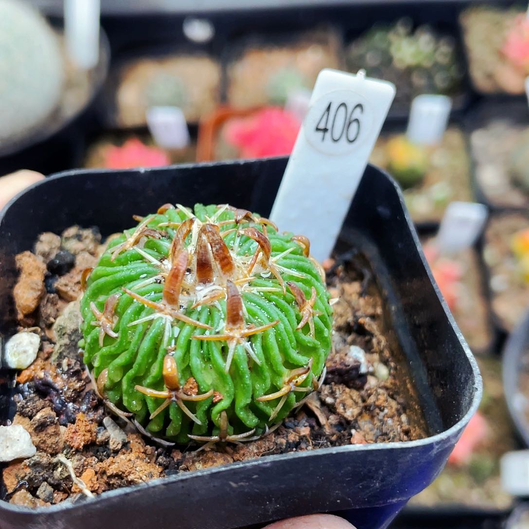 非偏远地区满25包邮仙人球