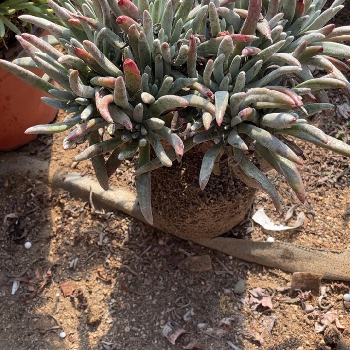 780号银光闪多肉植物