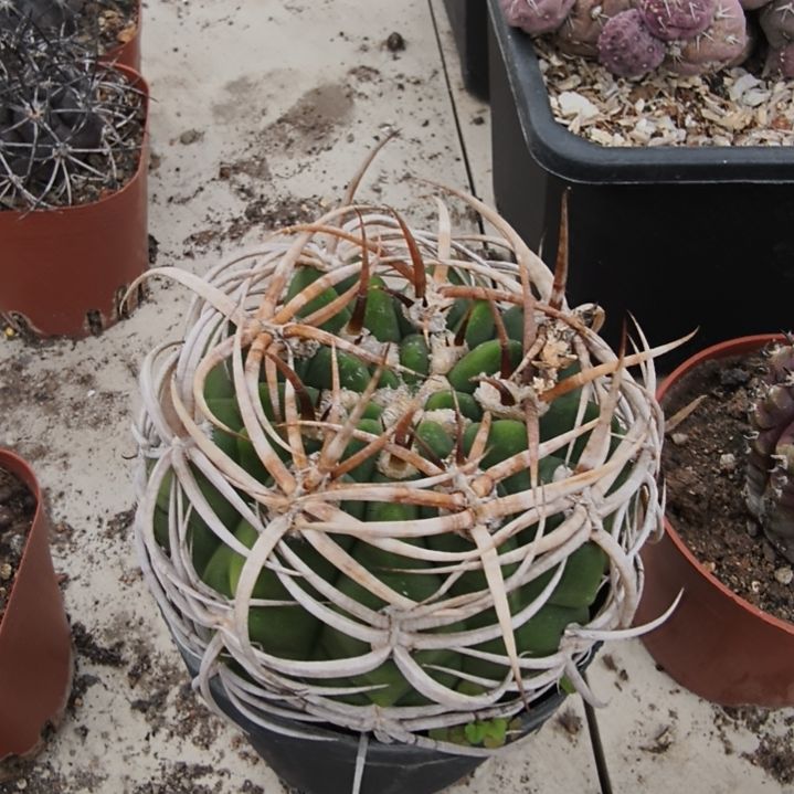 碧岩玉客户专拍一物一拍