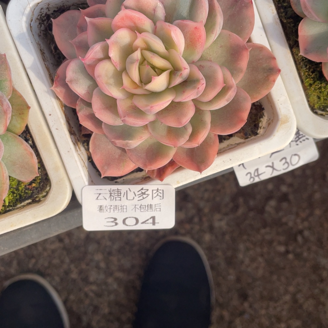 星***粉云糖心多肉植物304
