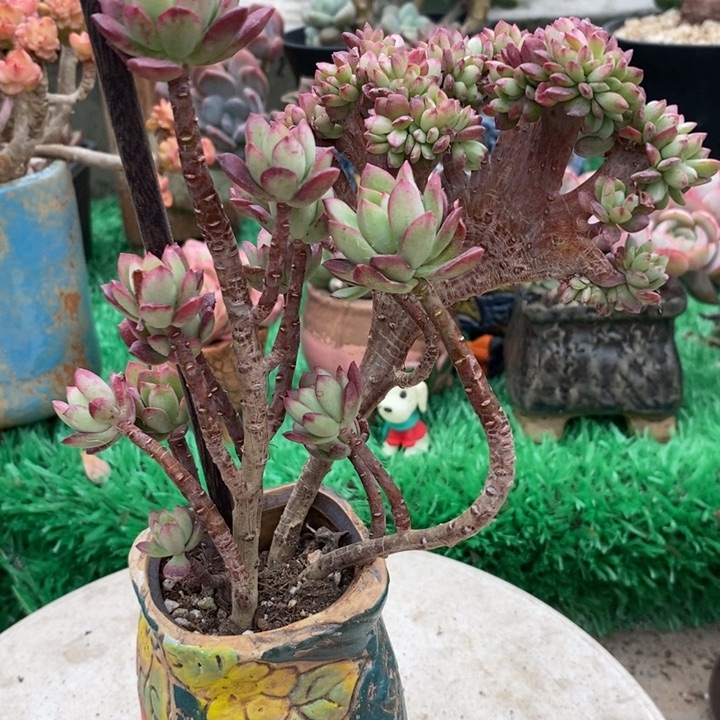 老桩红稚莲缀化整无砍