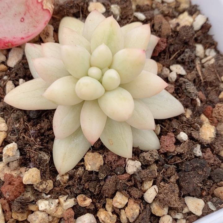 所罗门锦拉丝锦多肉锦