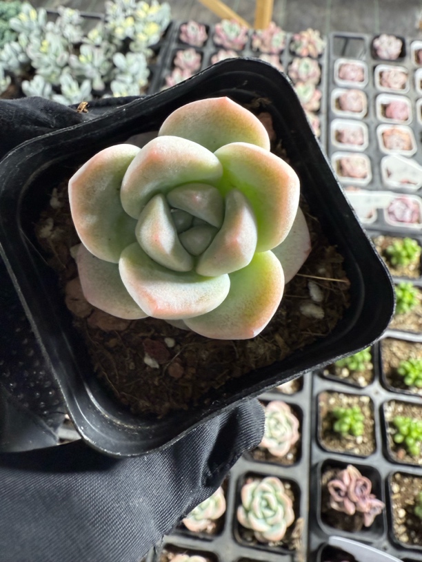 精品单头冰玉多肉植物