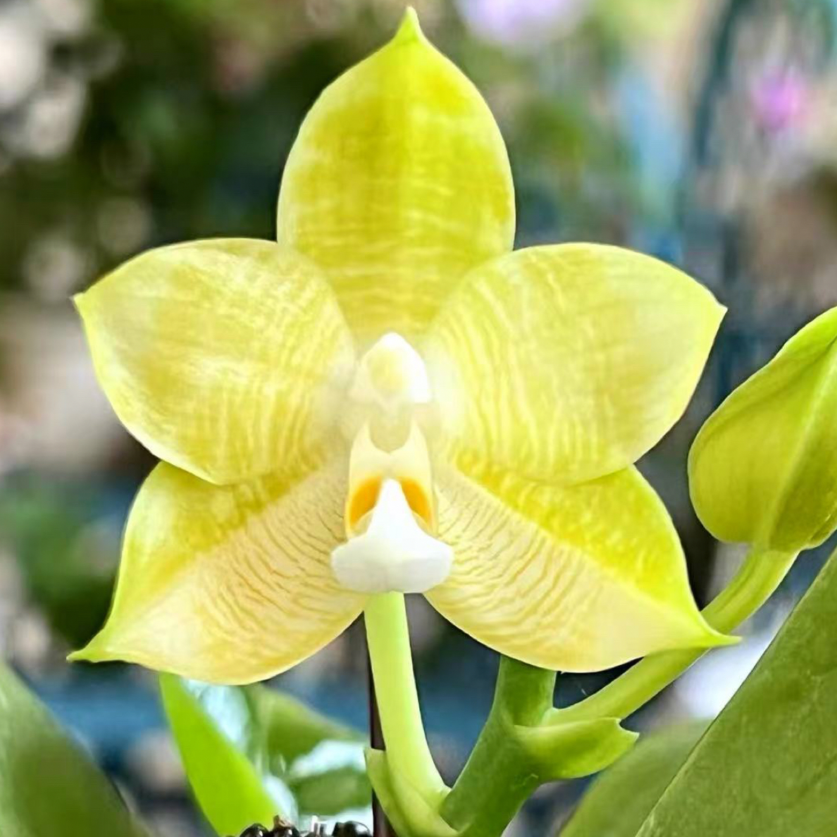 花农杰哥原生种珍奇类蝴蝶兰直播专用链接JG114 金环