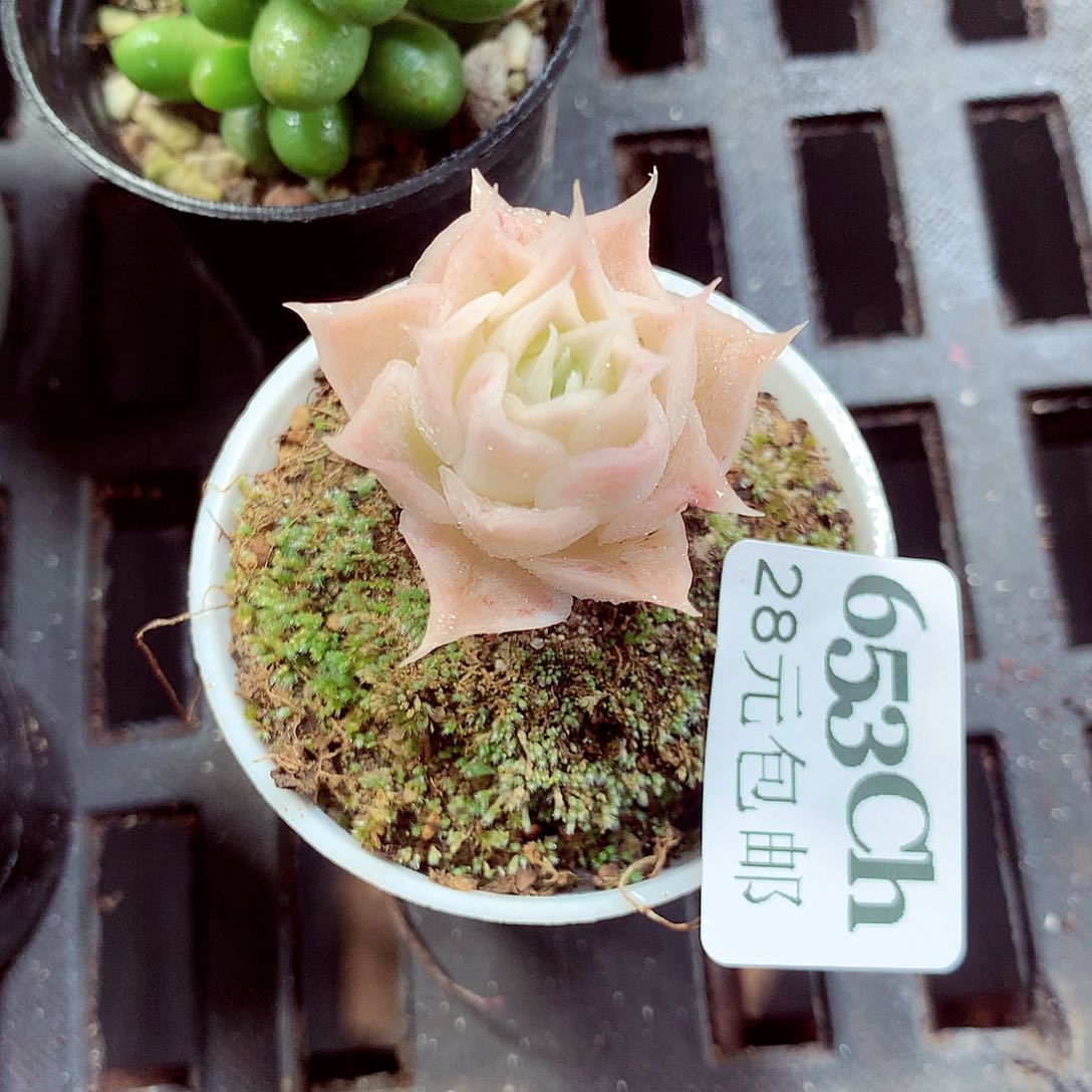 5厘米盆精控多肉653