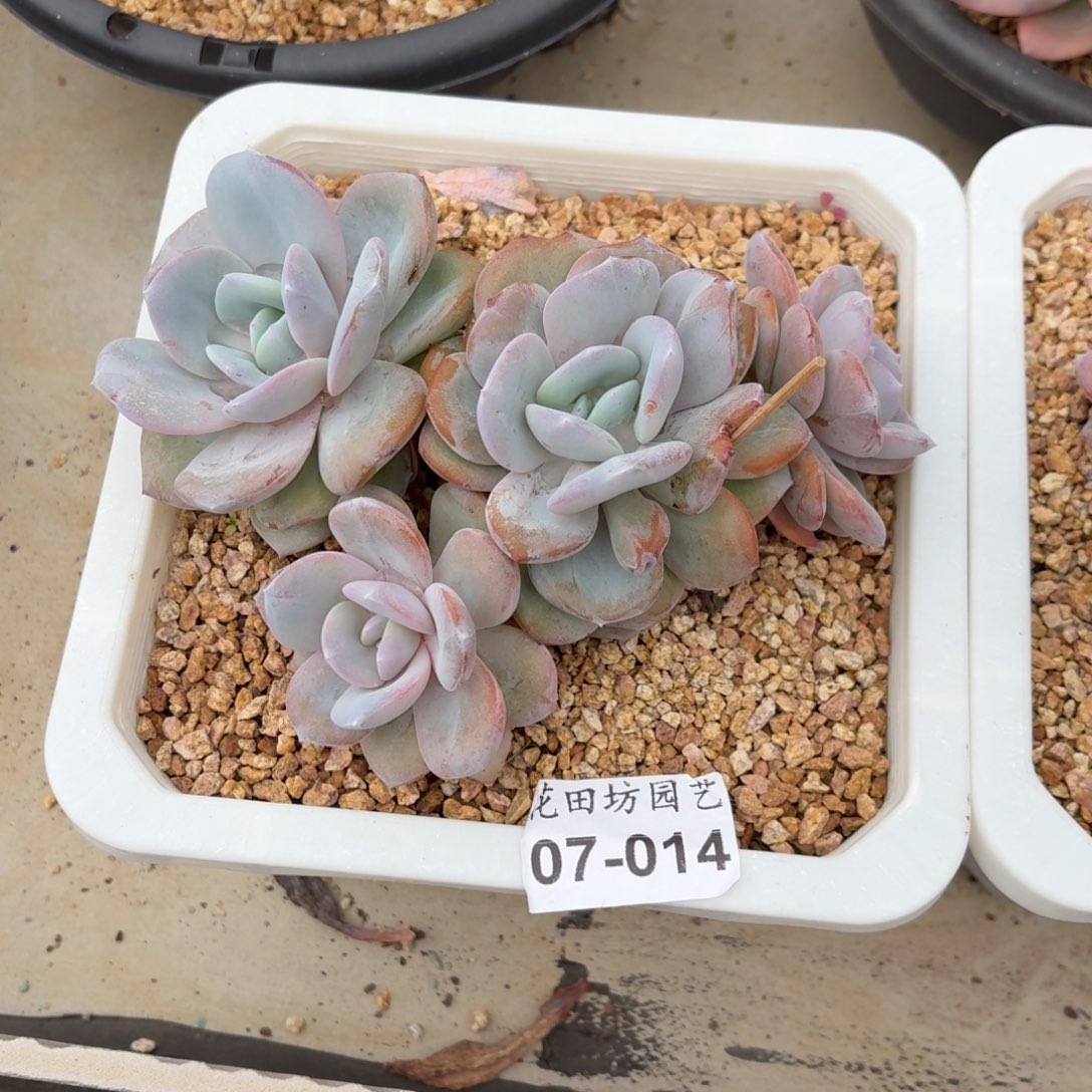 闪***妹07.014奶茶多肉一个