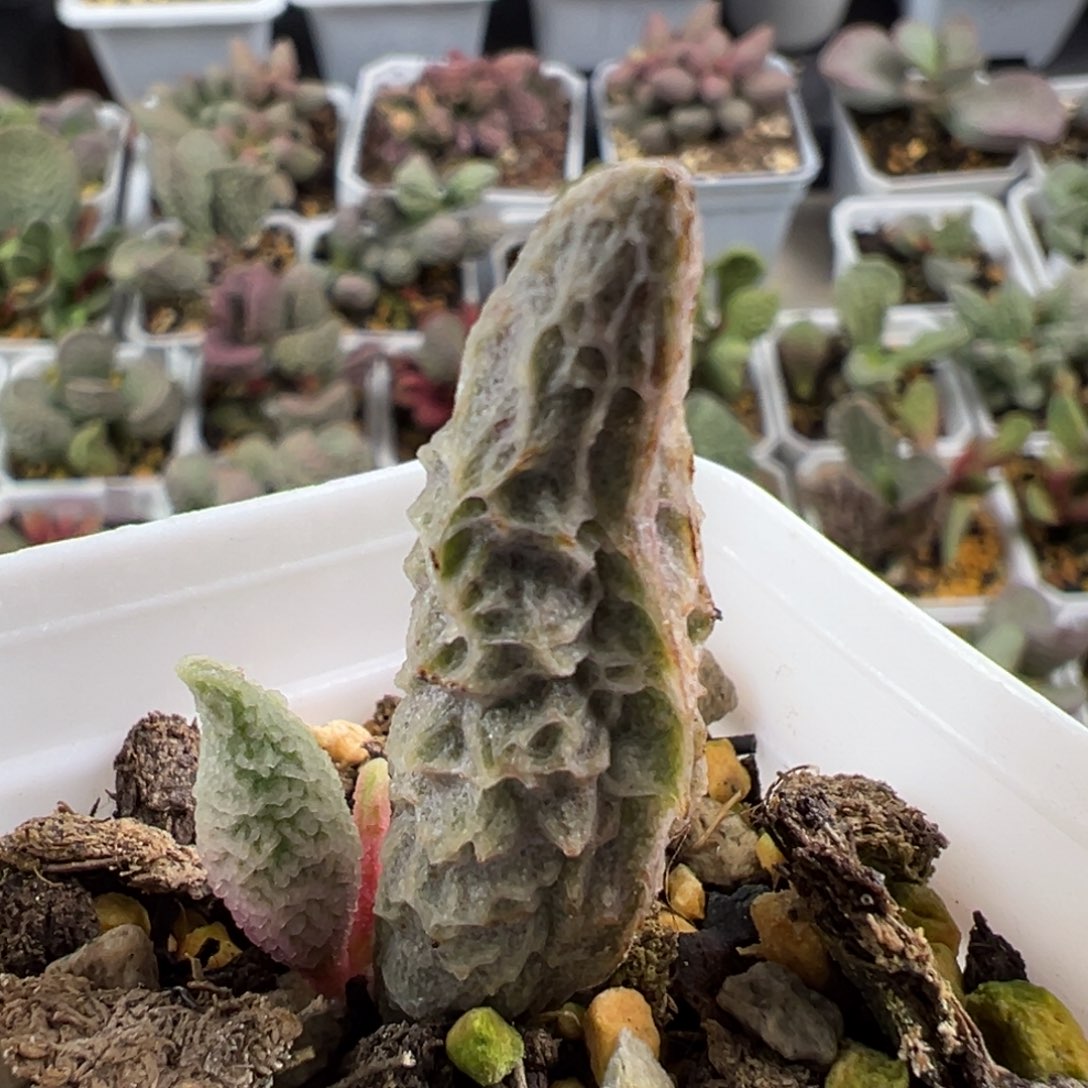 倒刺融化纹冰激凌大苗