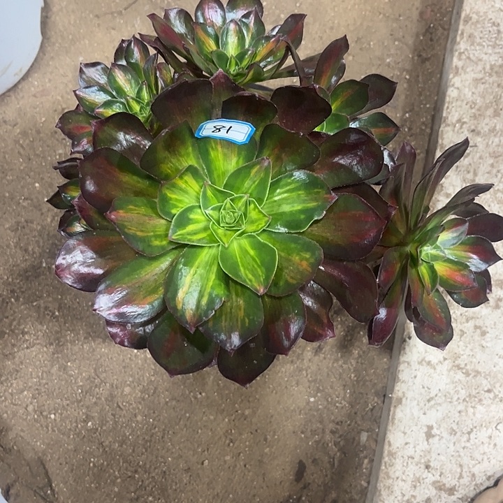 81魅影中班妖桩法师