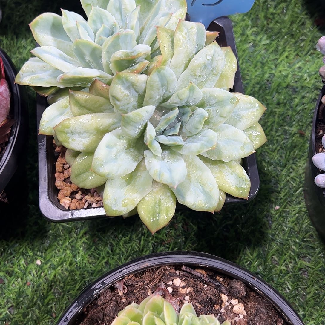 泡泡纱裙多肉植物