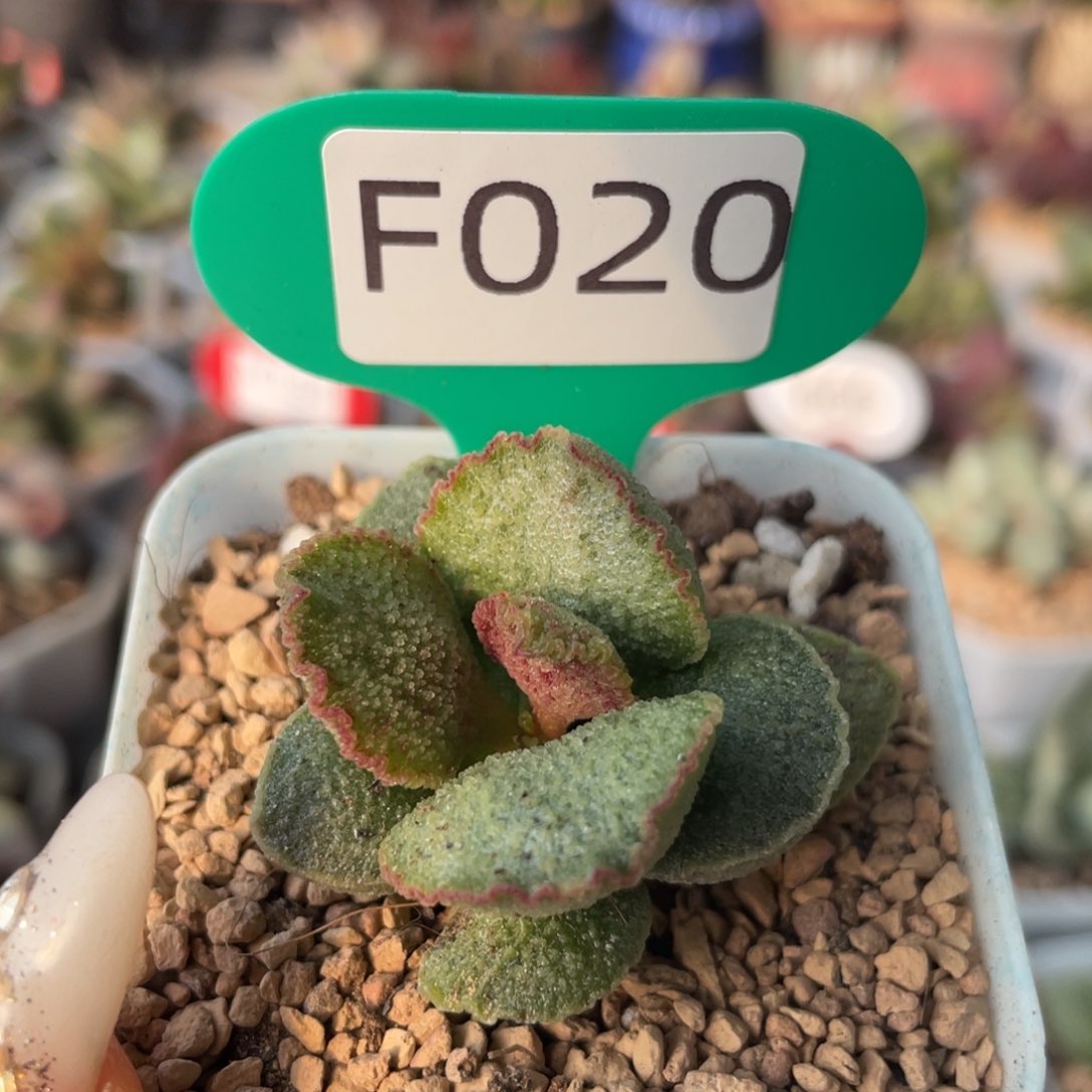      圆叶爱丽丝。F020。 