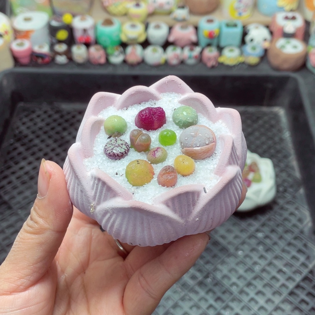 w6501 带盆土发货-零下地区拍保温箱