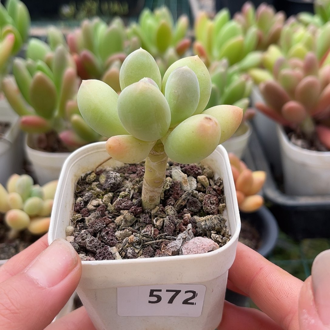 暗纹芒果。572。 111111111