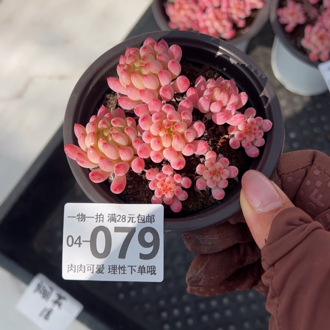 烟花多多肉多肉多肉