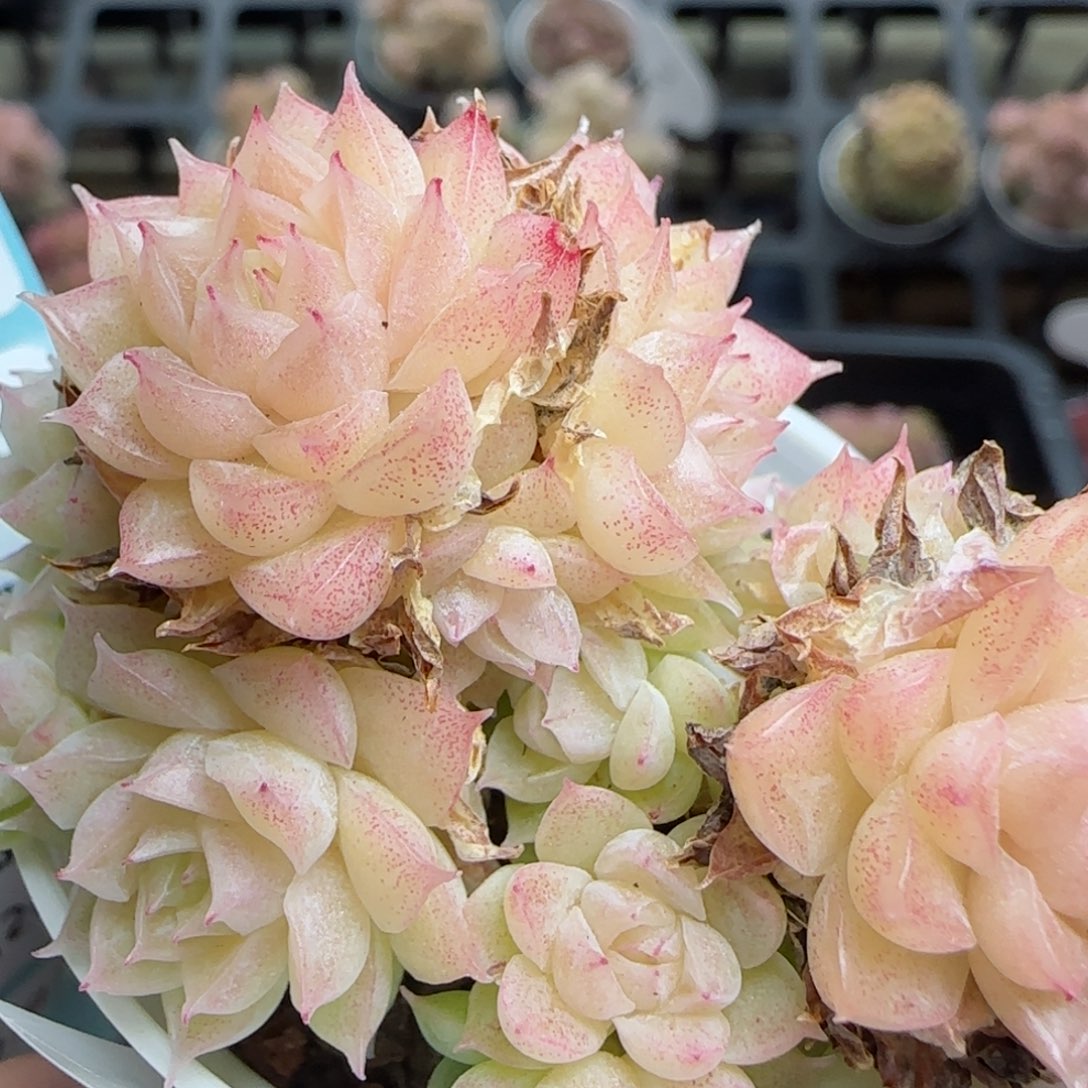 花语逸镜0224-409散