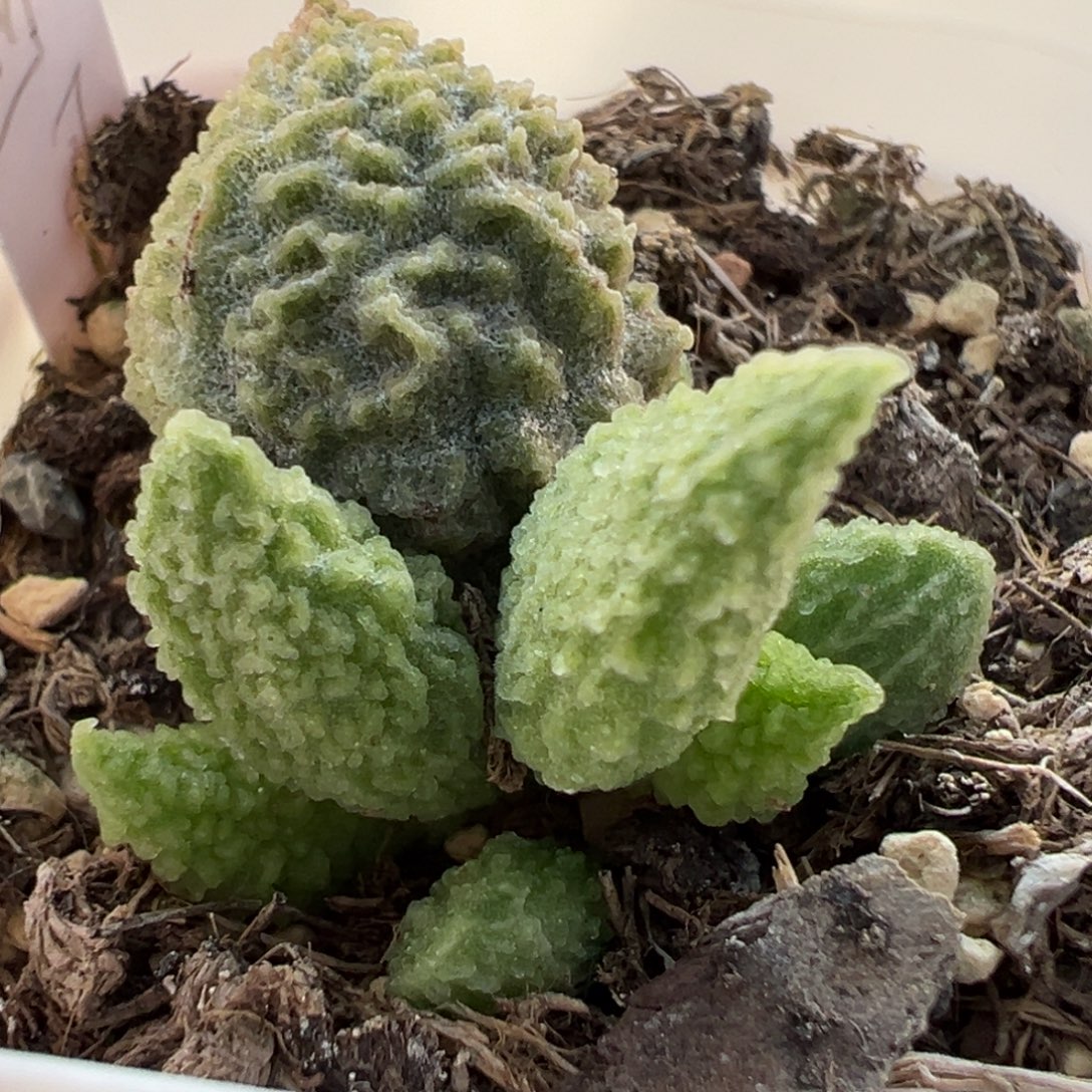 美系绿youling大苗多肉植物