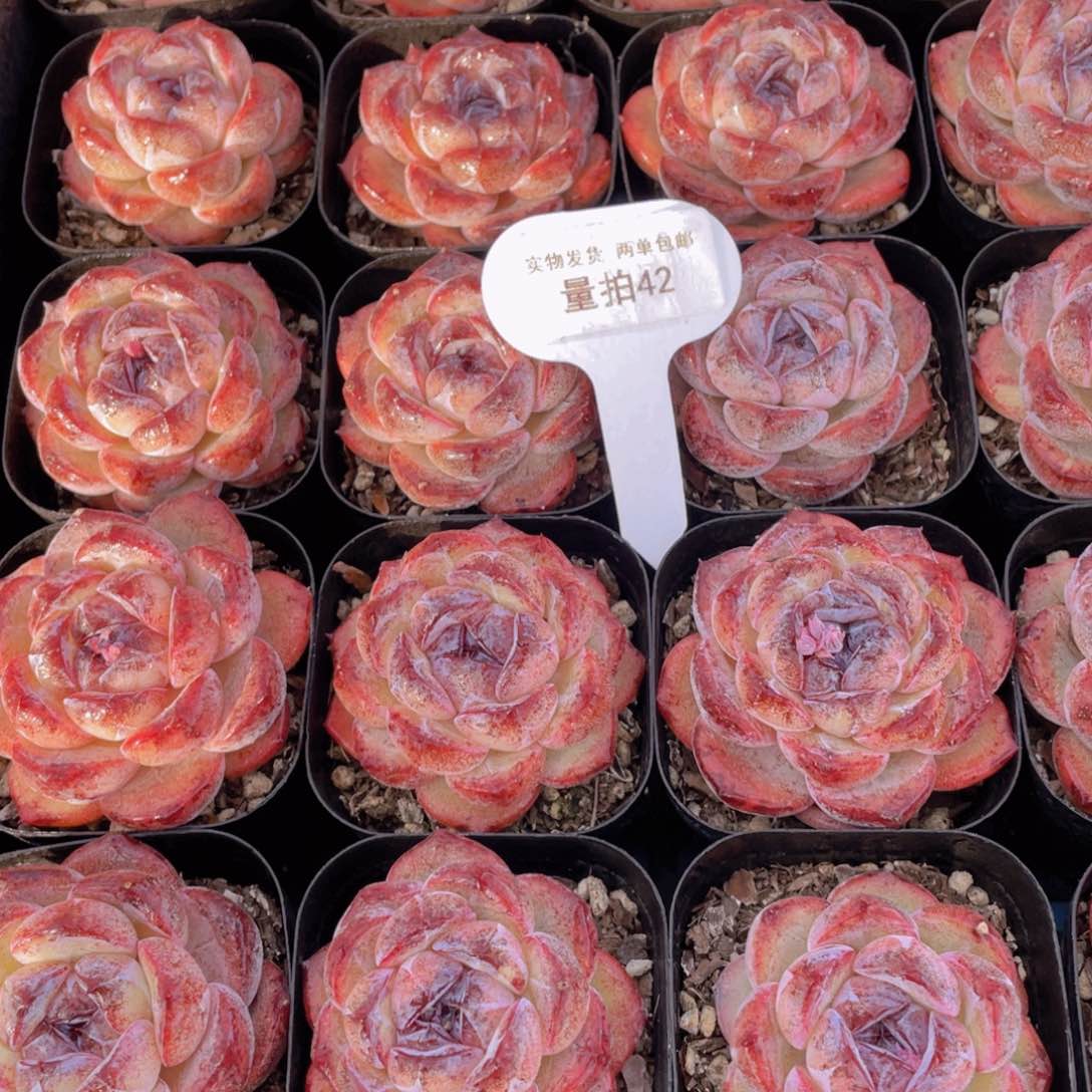 量拍42号 丸叶全状态黑橙单头一个