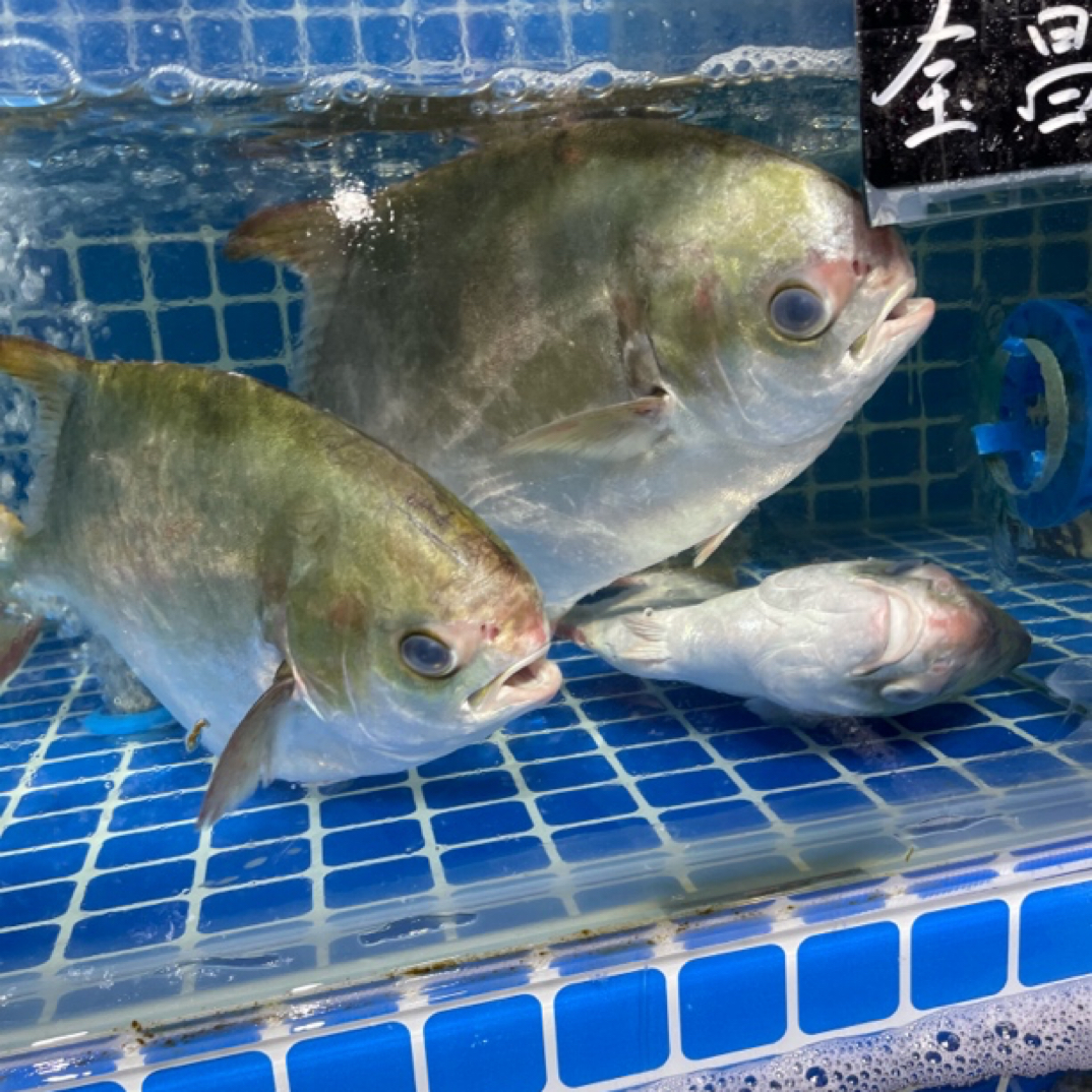 海南鲜美金鲳鱼1条【鲜活】-默认处理