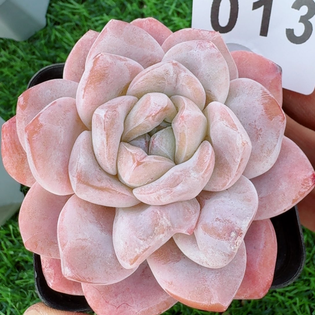 石化冰玉         精品多肉