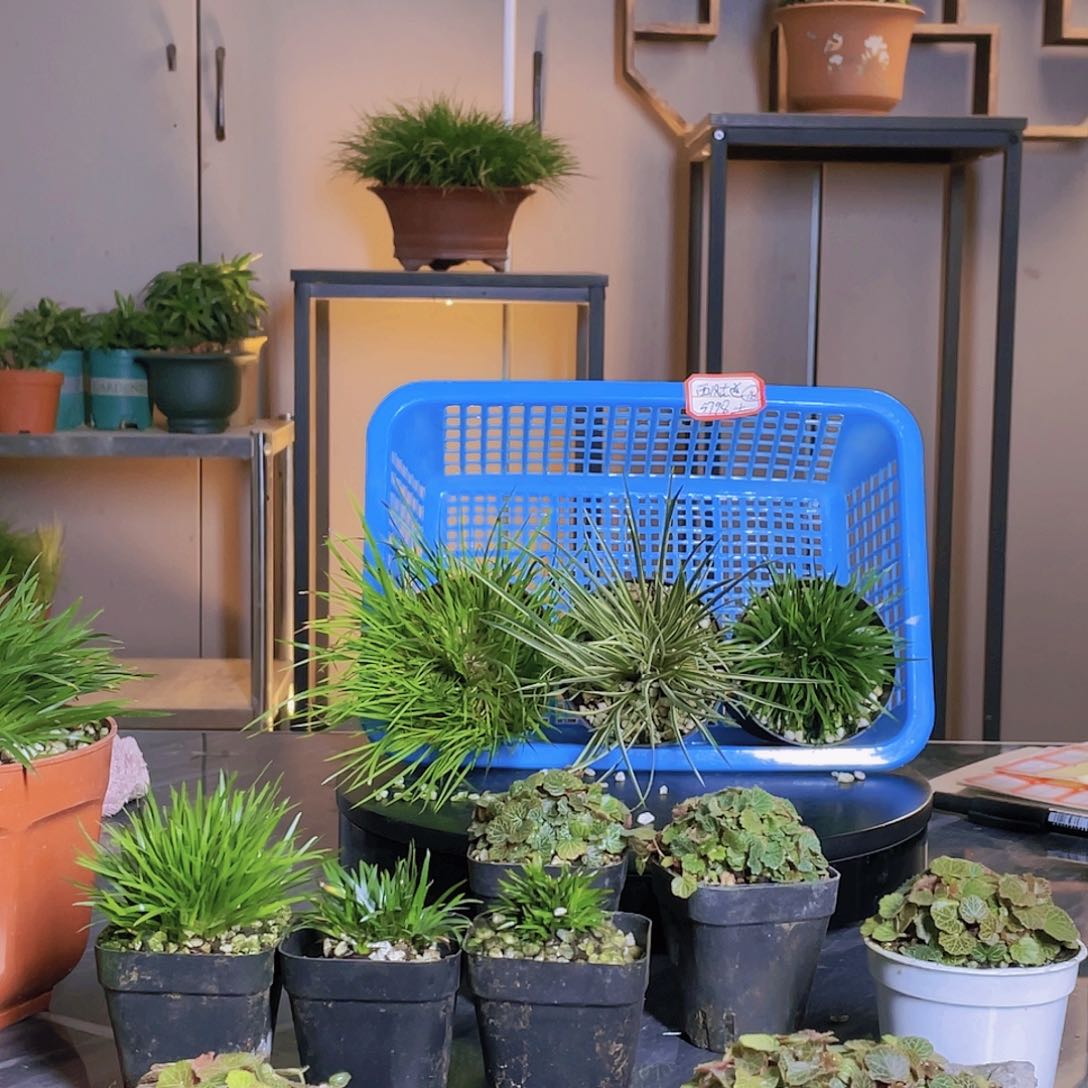 【闪购商品】不开花植物