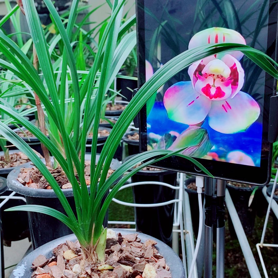 当前无花栽培后可以开花