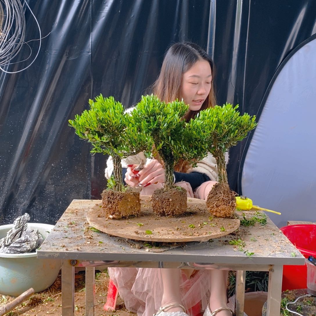 绿植黄杨盆景雀舌软枝