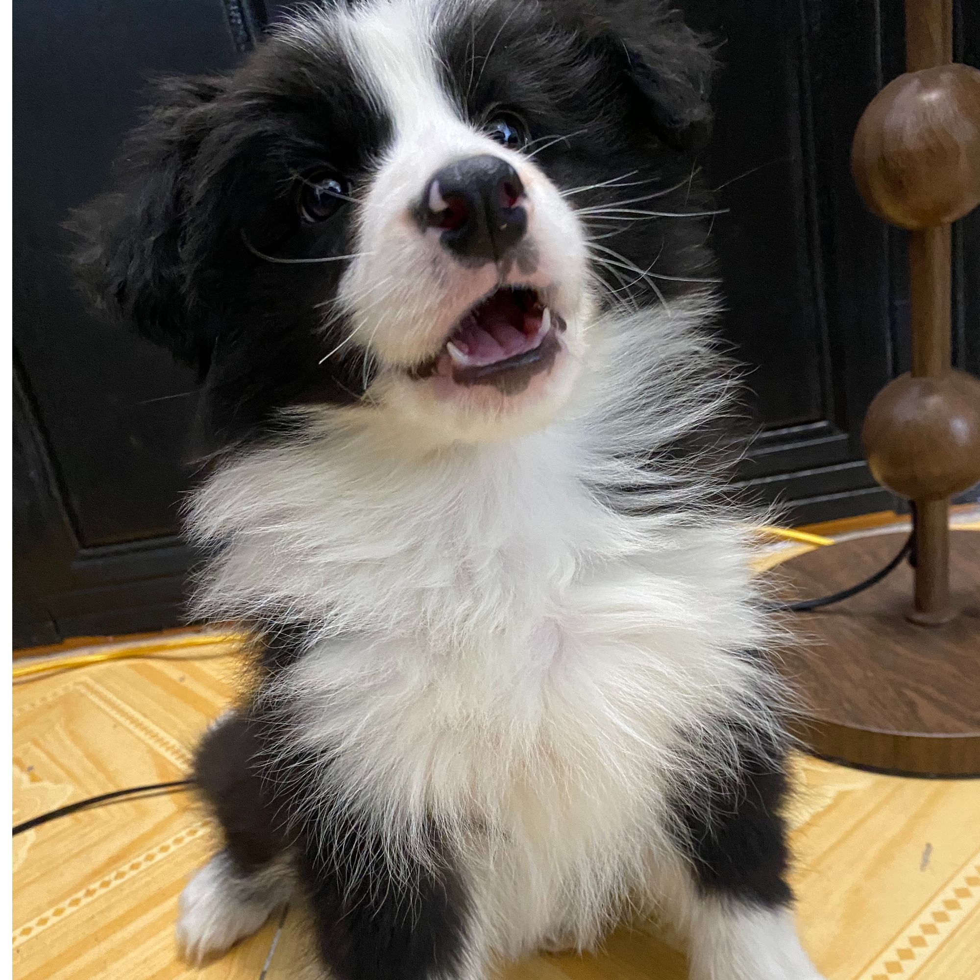 黑白色边牧幼犬弟弟冠军后代双血统可以办理血统证书活体狗狗健康