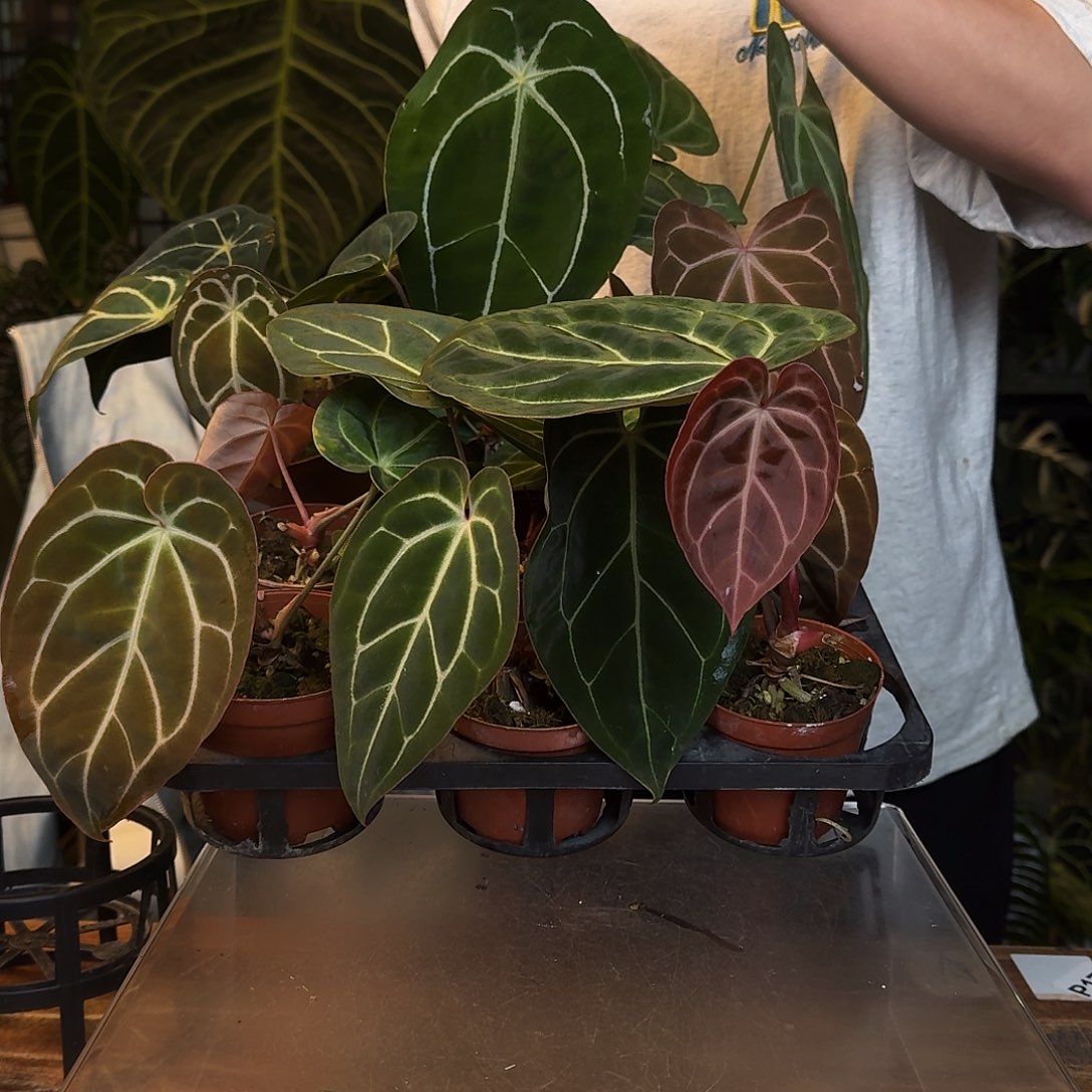 不开花植物贝斯加后面随机花烛到手两颗