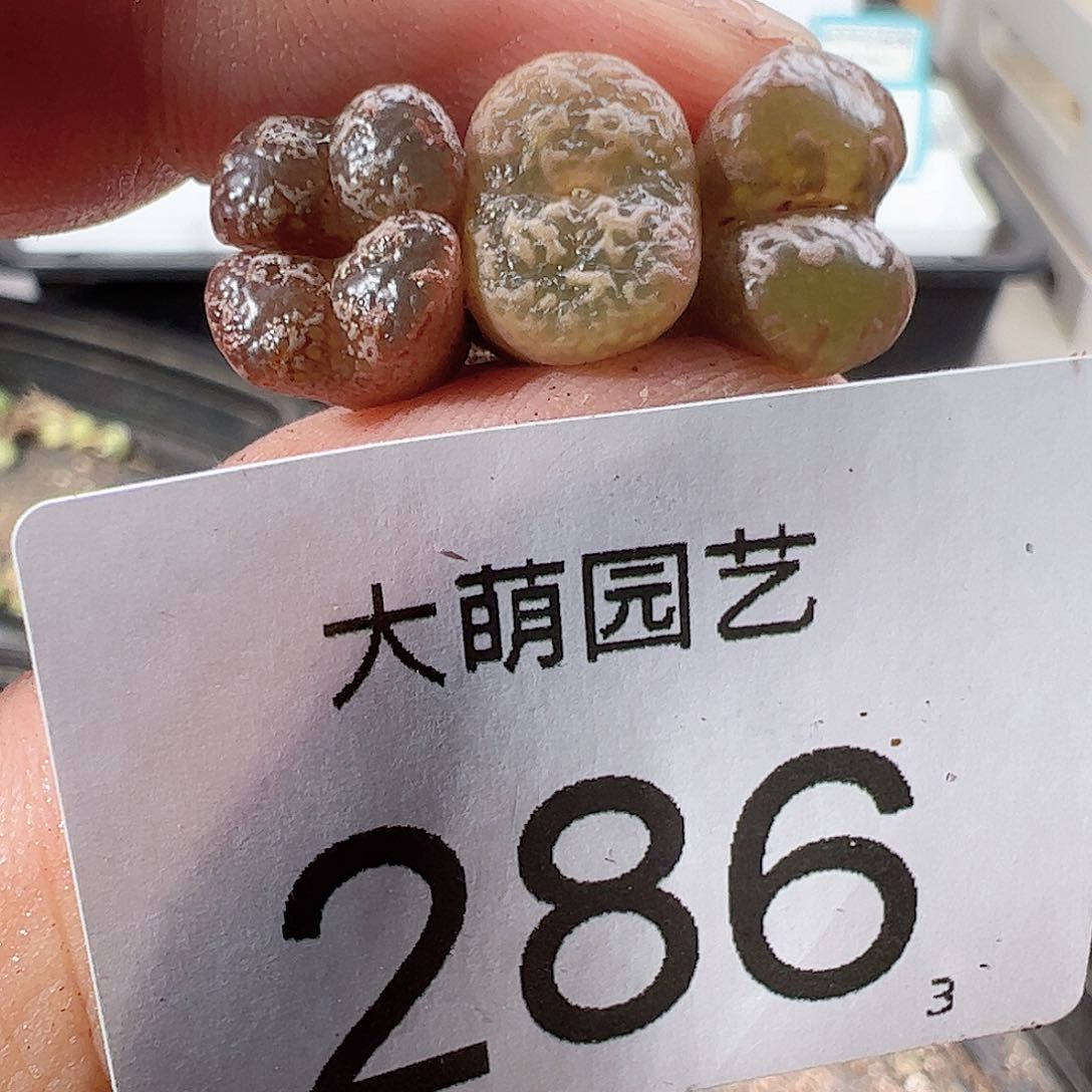 0000286 一物一拍……