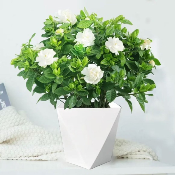 重瓣浓香型带花苞栀子花绿植盆栽花卉四季开花室内水土培好养植物