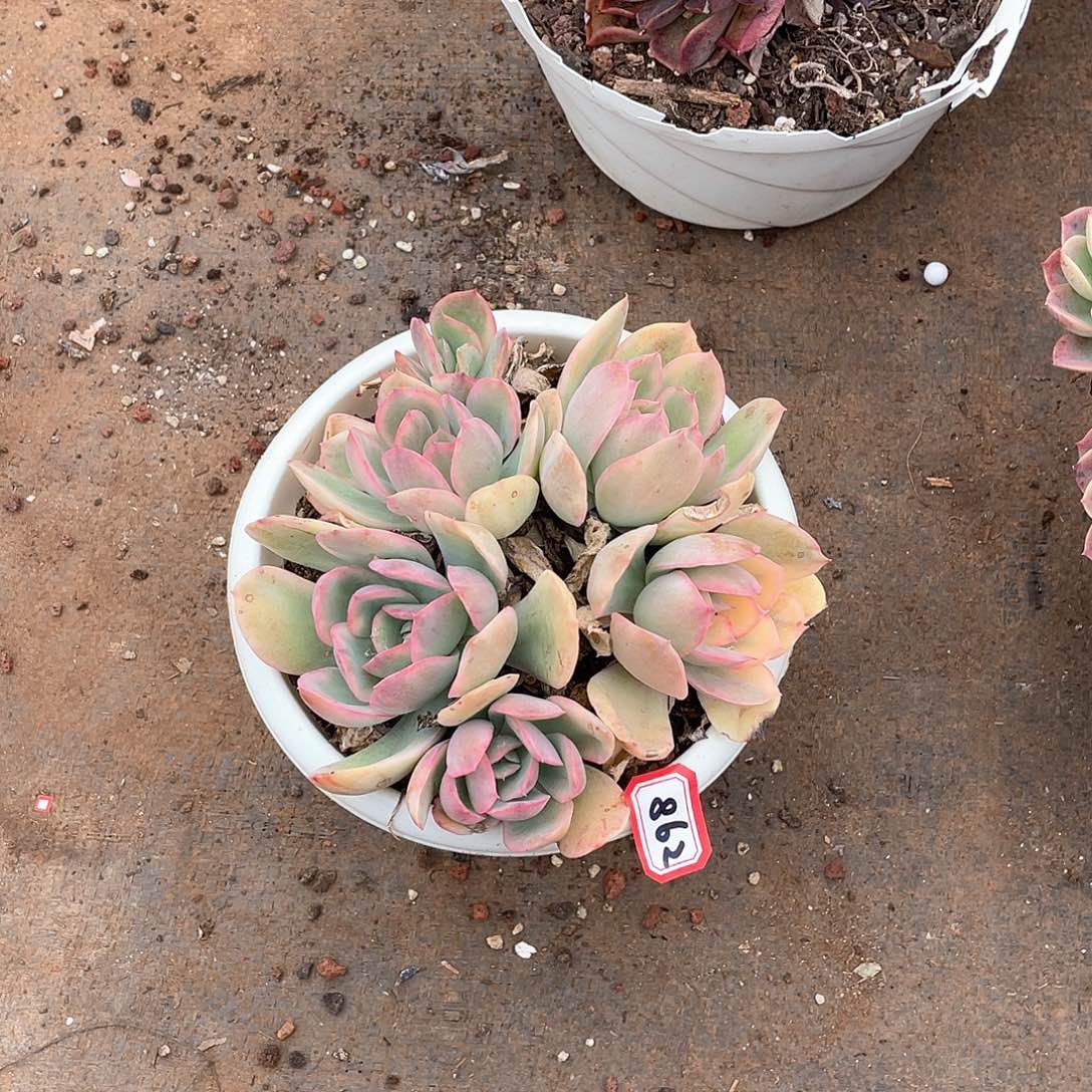 862绮罗锦一物一拍多肉