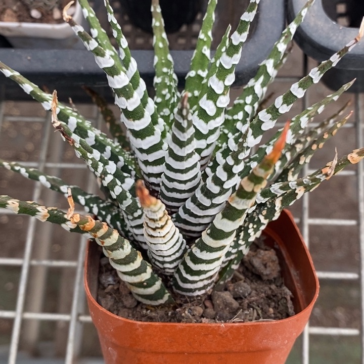 伯克利和格蕾纳等著名音乐家