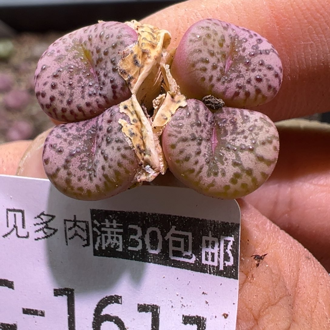 多肉植物11111111111